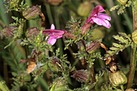 Pedicularis palustris Pedicularis palustris